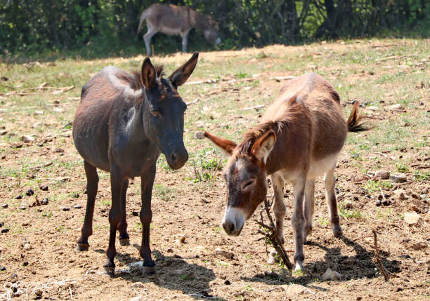 due asini in piedi sul campo nella soleggiata giornata estiva - hiding donkey mule animal foto e immagini stock
