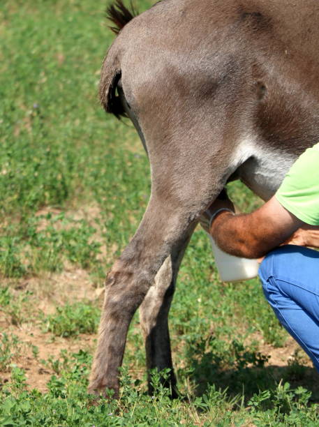 anomatore contadino asino - hiding donkey mule animal foto e immagini stock