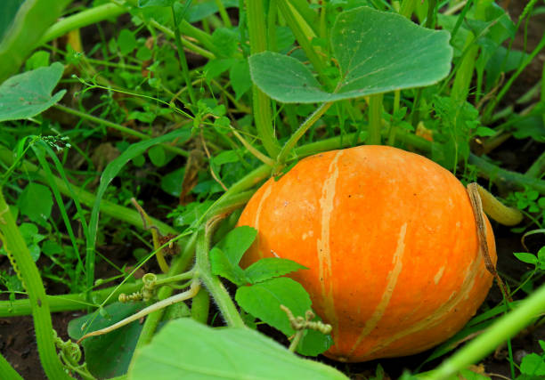 istock Small orange pumpkin growing in the garden 1168029694