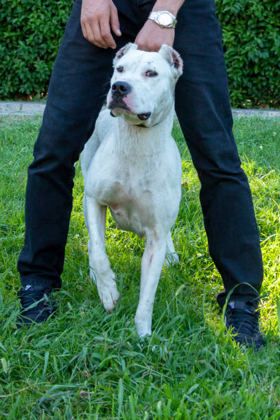 istock dogo and a dog trainer between legs 1168029846
