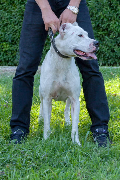 istock dogo and a dog trainer between legs 1168029909