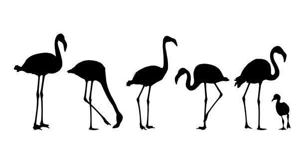 illustrations, cliparts, dessins animés et icônes de ensemble des silhouettes réalistes d'oiseau d'eau de flamant, d'isolement sur le fond blanc - vecteur - flamingo bird isolated animal leg