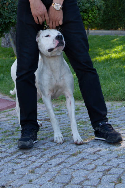 istock dogo and a dog trainer between legs 1168030146