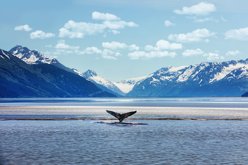 Humpback whale tail with icy mountains backdrop Alaska