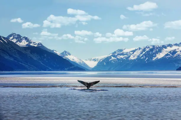 Photo of Humpback whale tail with icy mountains backdrop Alaska