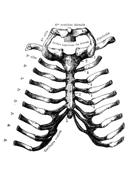 ilustrações de stock, clip art, desenhos animados e ícones de rib cage - floating rib