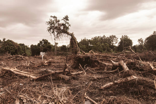 istock Deforestation environmental damage - tropical rain forest destroyed to construction 1168031853
