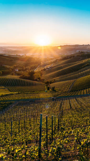 vineyards at sunset on the Piedmont hills vineyards at sunset on the Piedmont hills. langhe photos stock pictures, royalty-free photos & images