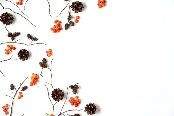 istock Autumn composition. Pattern made of berry rowan, cones on white background. Autumn, fall, halloween, thanksgiving day concept. Flat lay, top view, copy space 1168033766
