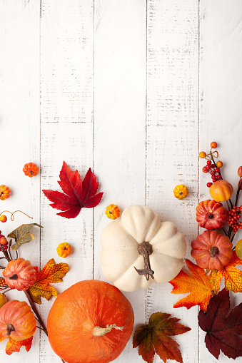Still life background of miniature pumpkins for Thanksgiving or fall and autumn