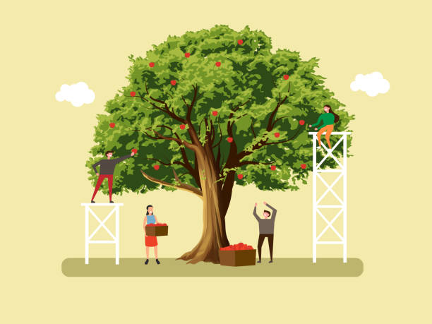 사람들은 사과를 선택합니다. 가을 수확 - apple vegetable crop tree stock illustrations