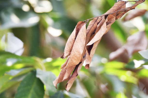 Dry rambutan leaves hang on a brown tree trunk hanging down like a horse's tail\