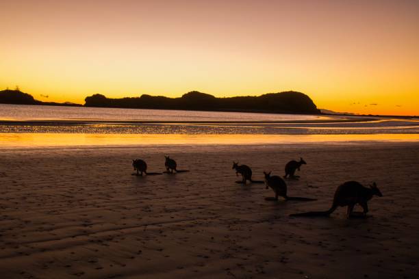istock kangaroo eating on the beach would be of the sunrise 1168036543