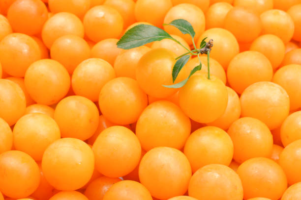 istock Yellow plum mirabelle, cherry plum close-up. 1168037188