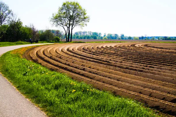 View on tilled plowed cropland with symmetrical curved furrows along cycling track in Netherlands near Roermond
