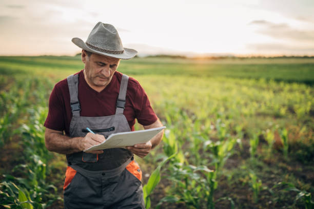istock Senior farm worker examining crops 1168038163