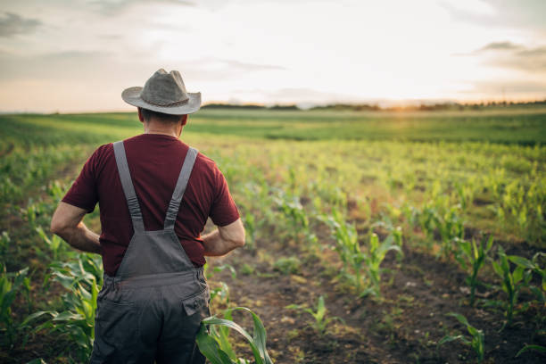 istock Senior farmer walking in corn field 1168038375