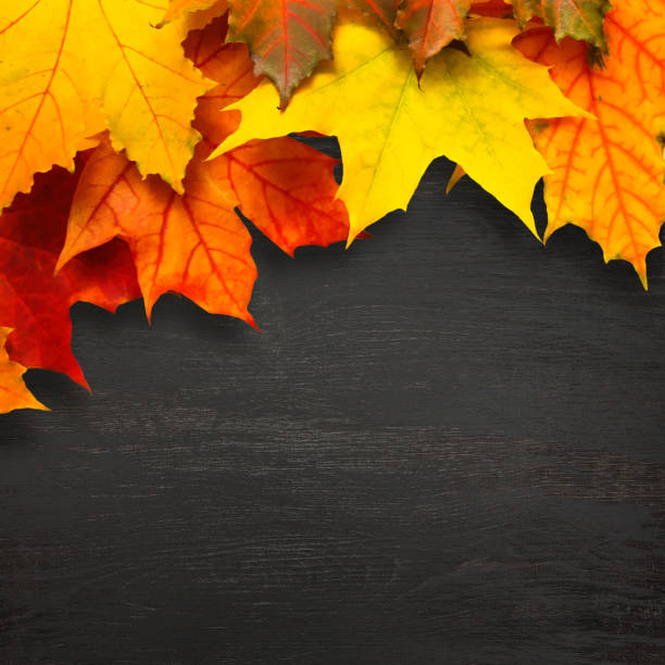 рама из разноцветных кленовых листьев на черном деревянном фоне - maple leaf close up symbol autumn стоковые фото и изображения