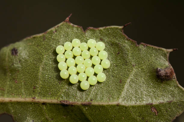 Green butterfly eggs laid on oak leaf Green butterfly eggs laid on oak leaf background leaf natural lighting egg to caterpillar stock pictures, royalty-free photos & images