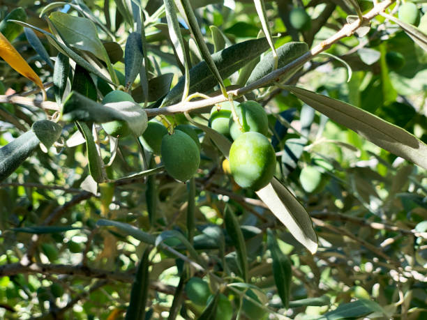 istock Olives Hanging on the Olive Tree in Summer Green Leafs Sunny Day Clear Blue Sky 1168039320