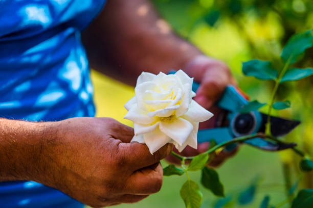 istock Man in Garden Pruning the Flowers 1168039326