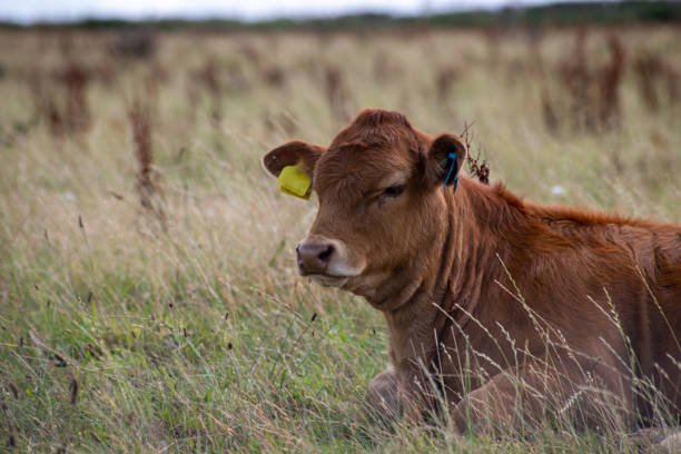 Lone baby cow resting away from others in the herd