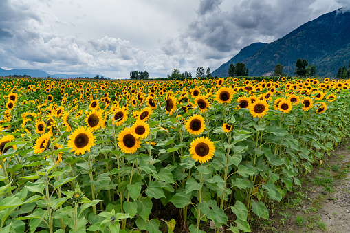 Sunflower field under blue sky and white clouds