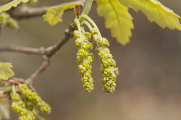 Quercus faginea Lusitanian oak, sprouting leaves and greenish-colored catkins greenish brown background out of focus natural lighting
