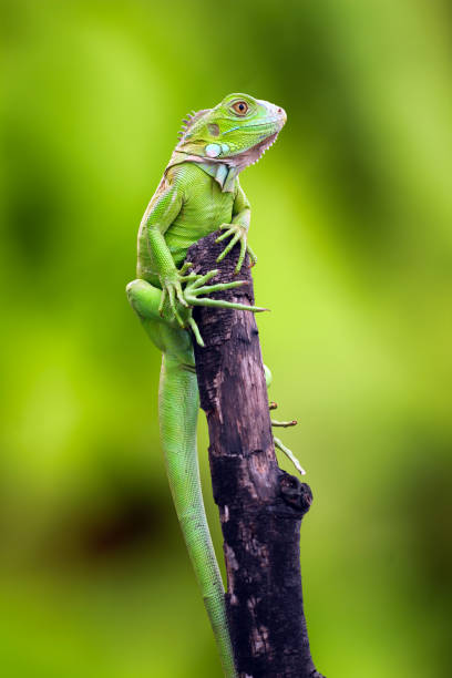 green iguana climbing tree trunks iguana photos stock pictures, royalty-free photos & images