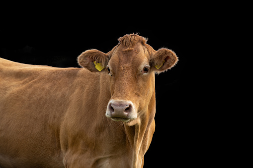 Female cow on black background