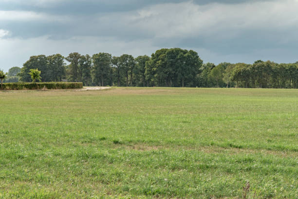 istock Meadow with forest on horizon under dark cloudy sky. 1168044560