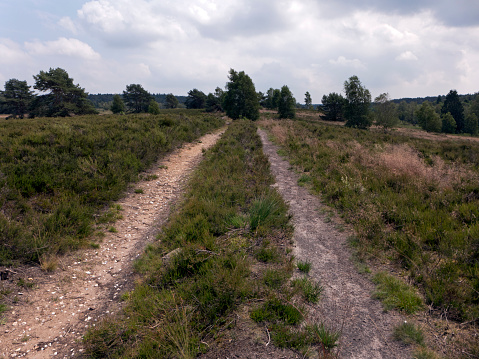 Paths through the Lüneburg Heath near Wilsede and Undeloh. Hike on the Heidschnucken path.