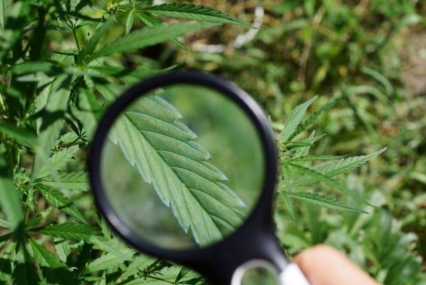 istock black magnifier in hand increases the green leaf on a bush 1168045029