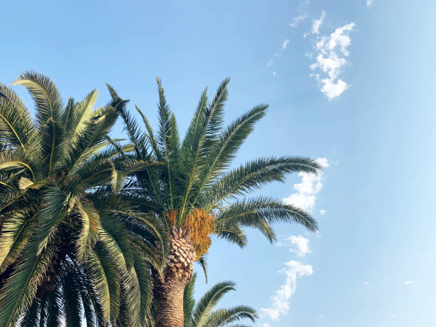 istock Tropical Palm Tree Green Leafs with Clear Partly Cloudy Blue Sky in Summer Holiday 1168046258