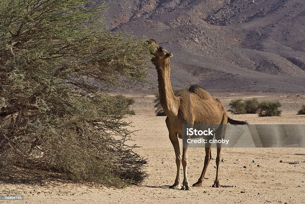 Eating Wild Camel  Africa Stock Photo