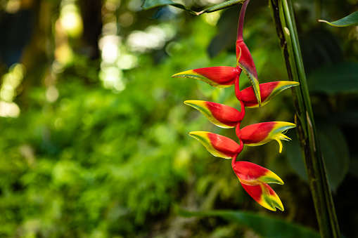 Red hanging Heliconia Stricta at the Botanical Garden in Hilo, Hawaii