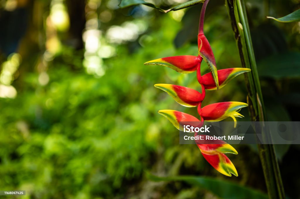 Foto de Flores Tropicais Vermelhas Bonitas De Heliconia Stricta e mais  fotos de stock de Helicônia - iStock