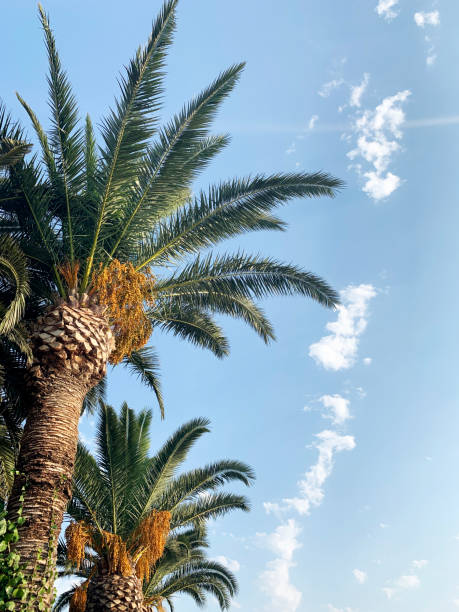 istock Tropical Palm Tree Green Leafs with Clear Partly Cloudy Blue Sky in Summer Holiday 1168048359