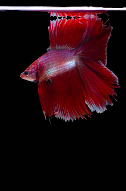 istock Male red double fantail siamese fighting Betta 1168049077