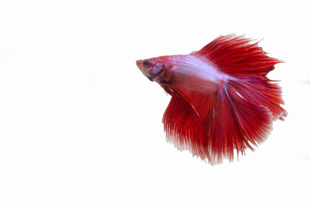 istock Male red double fantail siamese fighting Betta 1168049115