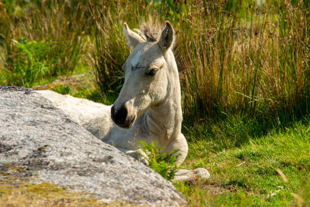 potro salvaje en los páramos en la pared de maíz - barb horse fotografías e imágenes de stock