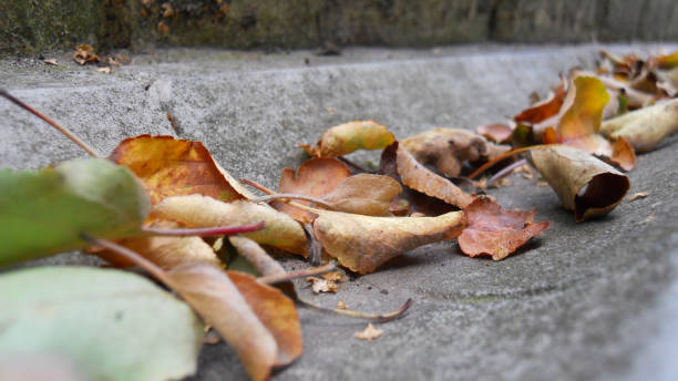 istock dry orange and brown leaves lie in a concrete gutter selective focus blurred background 1168051297