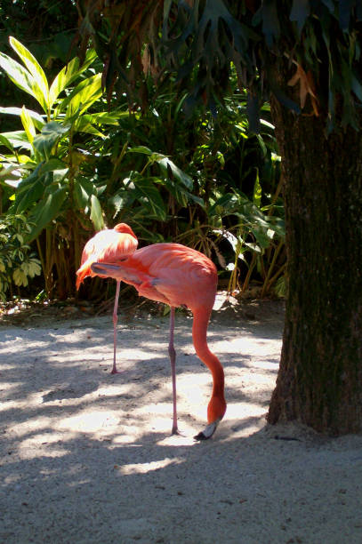 pełen wdzięku flaming z palmowym tłem - american flamingo zdjęcia i obrazy z banku zdjęć