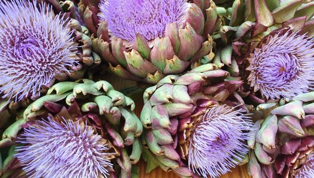 istock Artichoke purple flowers blooming blossom 1168052407