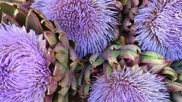 istock Artichoke purple flowers blooming blossom 1168052506