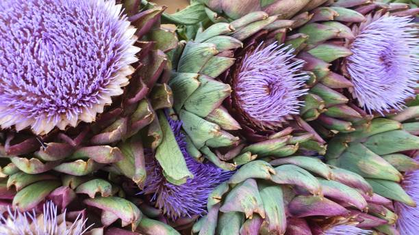 istock Artichoke purple flowers blooming blossom 1168052521