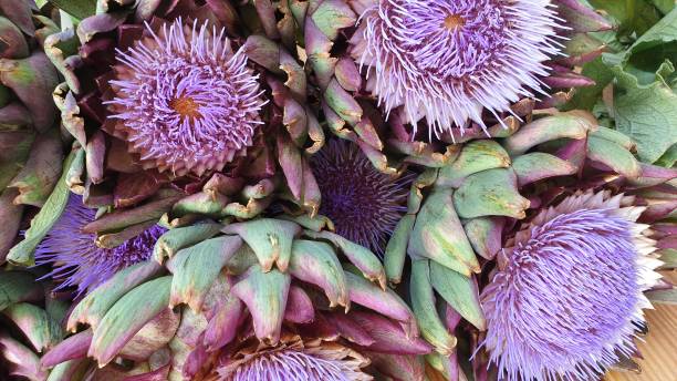 istock Artichoke purple flowers blooming blossom 1168052542
