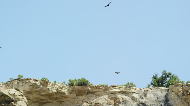 Several Hawks Circle the Side of a Rocky Cliff in a High Desert under a Clear, Blue, Sunny Sky