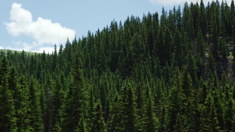 Shot from a Moving Vehicle of Forests in the San Juan Mountains in Colorado as Seen from Red Mountain Pass (Million Dollar Highway/US 550) through the Rocky Mountains in Summer on a Partly Cloudy Day