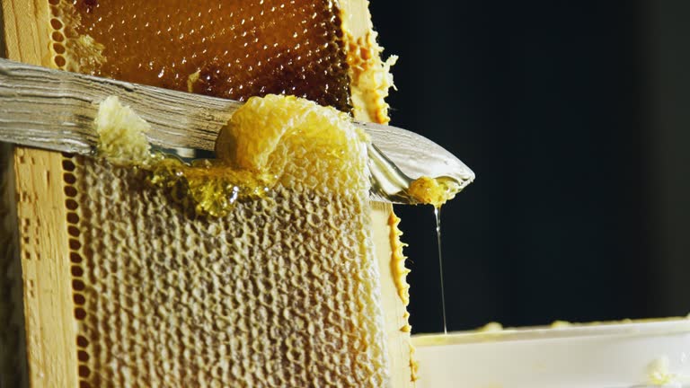 A Caucasian Person Uses a Knife to Slice through Honeycomb and Scrape the Wax into a Nearby Bucket While Honey Drips down the Wooden Frame